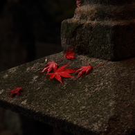 もみじ寺３