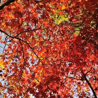 赤い紅葉