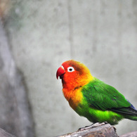 上野動物園　鳥