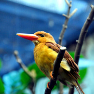 上野動物園　鳥