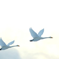 夕焼けに舞う白鳥
