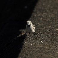 野の鳥１