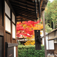 Ishi-kun_7508