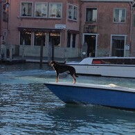 ベネツィアの犬