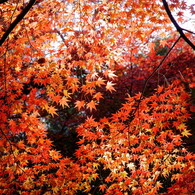 眩しい紅
