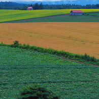 大地の赤い屋根Ⅲ　2007北海道美瑛