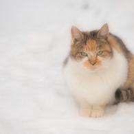 雪と三毛