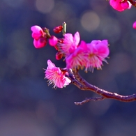 桃色の梅の花5