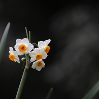 静かな花