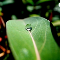 『Rain drop』葉っぱの滑り台