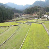 竹地区の棚田