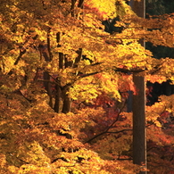 京都三千院＿紅葉5