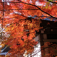 京都三千院＿紅葉6