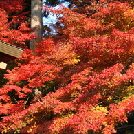 京都三千院＿紅葉7