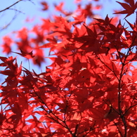 京都清水寺＿紅葉3