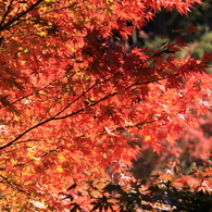 京都清水寺＿紅葉4