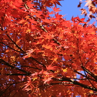 京都清水寺＿紅葉5