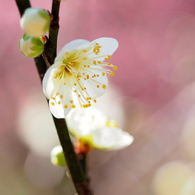 天神さまの梅の花2