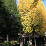 002 平塚神社の銀杏