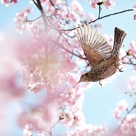 spring for tokyoites 2020