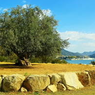 1,000 years old