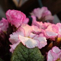 薄日の花選び