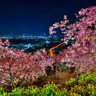 まつだ桜まつり3