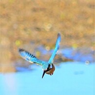 ホバ　考え中