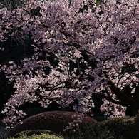 今年の桜はどうかな？
