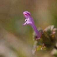 野の花一輪　DSC05269