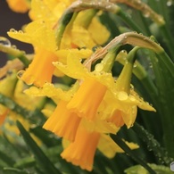 雨降り後の水仙
