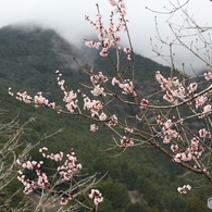 山間に咲く