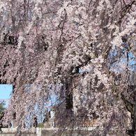 今年も山門と枝垂桜