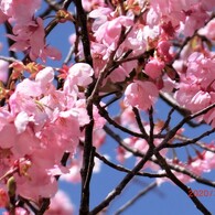 うぐいすの足だけ