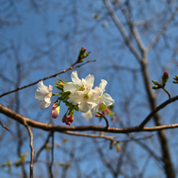 20200321: Flowering declaration