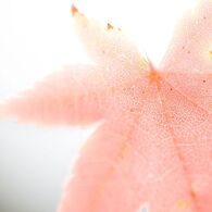 光葉緻密　　-　赤　-