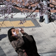 街角桜－２