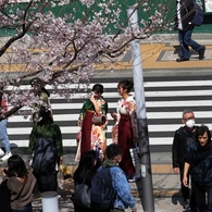 街角桜－３