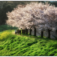 「桜の名所」自転車に乗って13