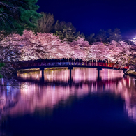 去年の弘前公園 春陽橋