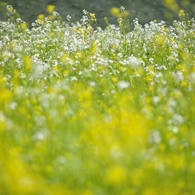 spring for tokyoites 2020