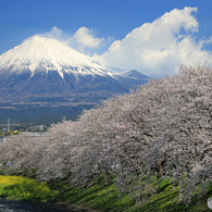 富士と桜 （S)