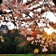 花朝日