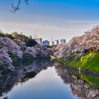 千鳥ヶ淵の桜4
