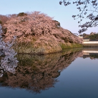 彦根城濠端桜花