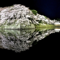 彦根城夜桜