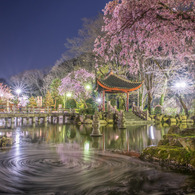 花筏