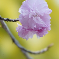 八重桜