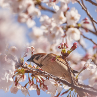 雀と桜です。