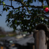 産寧坂の山茶花